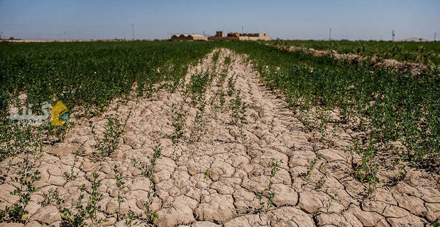استاندار: خشکسالی ۲۰ همت به کشاورزان گلستان خسارت زد