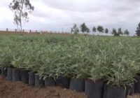 تولید ۳۸۰ هزار بوته مرتعی در گنبدکاووس با هدف کاهش بیابان زایی