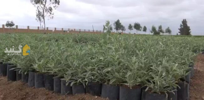 تولید ۳۸۰ هزار بوته مرتعی در گنبدکاووس با هدف کاهش بیابان زایی تولید ۳۸۰ هزار بوته مرتعی در گنبدکاووس با هدف کاهش بیابان زایی