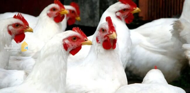 گنبدکاووس؛ قطب تولید مرغ و تخممرغ کشور، اما کم نصیب از مرغ با نرخ مصوب گنبدکاووس؛ قطب تولید مرغ و تخممرغ کشور، اما کم نصیب از مرغ با نرخ مصوب