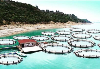پرورش خاویاری دریایی در گلستان؛ طلای سیاه خزر برمیگردد