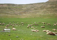 آزادسازی ۳۸۰ هکتار اراضی ملی در گنبدکاووس پس از ۳۰ سال