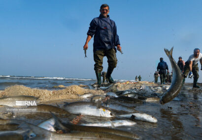 رکوردشکنی صید ماهی در شمال ایران با وجود چالش‌های محیط‌زیستی