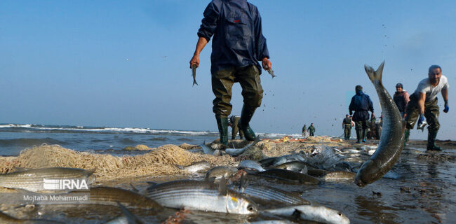 رکوردشکنی صید ماهی در شمال ایران با وجود چالش‌های محیط‌زیستی