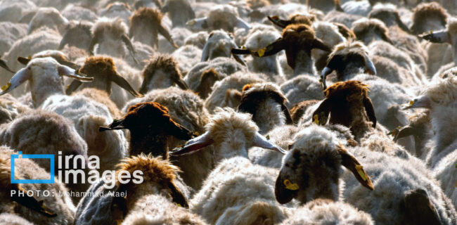 واردات ۳۰ هزار راس دام؛ استراتژی گلستان برای کنترل تورم گوشت قرمز واردات ۳۰ هزار راس دام؛ استراتژی گلستان برای کنترل تورم گوشت قرمز