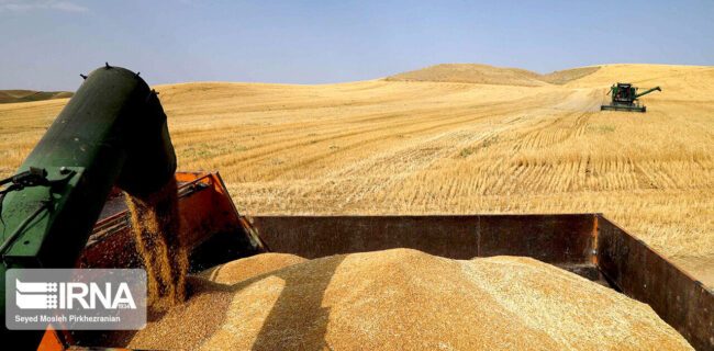 نماینده مجلس: قیمت جدید گندم هفته آینده تعیین میشود نماینده مجلس: قیمت جدید گندم هفته آینده تعیین میشود