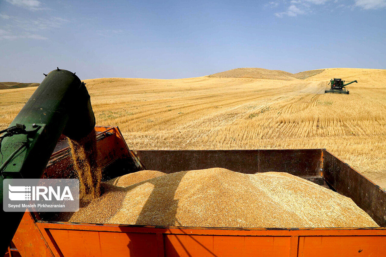 نماینده مجلس: قیمت جدید گندم هفته آینده تعیین میشود