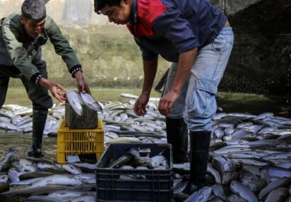 طرحی ساده برای جلوگیری از مهاجرت روستاییان؛ پرورش ماهی در حیاط خانه