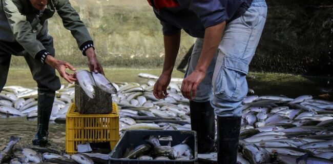 طرحی ساده برای جلوگیری از مهاجرت روستاییان؛ پرورش ماهی در حیاط خانه